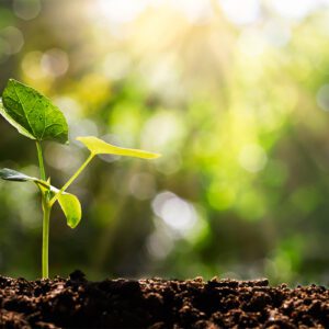 Leading Remotely 4: Growth
