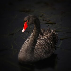 Management Presentation: Stress Testing Your Firm: Preparing for Black Swan Events